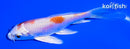 5" HARIWAKE BUTTERFLY