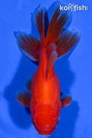 4.5" ORANDA GOLDFISH