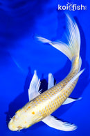 9.25" YAMABUKI OGON BUTTERFLY