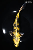 9" KIN KI UTSURI