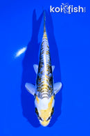 5" KIN KIKOKURYU