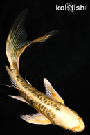 6" ARAGOKE KIN KIKOKURYU BUTTERFLY