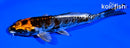 5.75" BENI KIKOKURYU