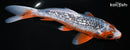 9.25" GINRIN ASAGI