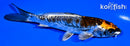 5.75" BENI KIKOKURYU