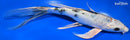 8.75" YAMATO NISHIKI BUTTERFLY