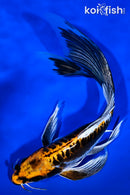 10" BENI KIKOKURYU BUTTERFLY