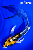 5.25" BENI KIKOKURYU BUTTERFLY