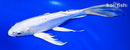 9.5" DOITSU PLATINUM OGON BUTTERFLY