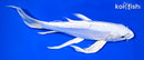 9.5" DOITSU PLATINUM OGON BUTTERFLY