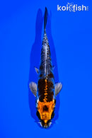 5.75" BENI KIKOKURYU