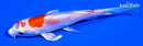 4.75" KIKUSUI BUTTERFLY