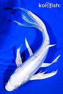 9.5" DOITSU PLATINUM OGON BUTTERFLY