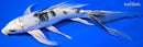 8.75" YAMATO NISHIKI BUTTERFLY