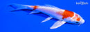 4.75" KIKUSUI BUTTERFLY