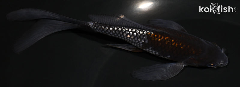 5.75" GINRIN OCHIBA SHIGURE BUTTERFLY