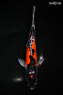 9.25" DOITSU GOSHIKI