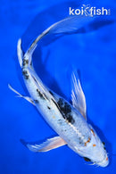 8.75" YAMATO NISHIKI BUTTERFLY