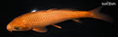 9.25" CHAGOI