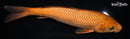 9.25" CHAGOI