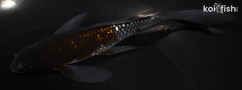 5.75" GINRIN OCHIBA SHIGURE BUTTERFLY