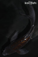 5.75" GINRIN OCHIBA SHIGURE BUTTERFLY