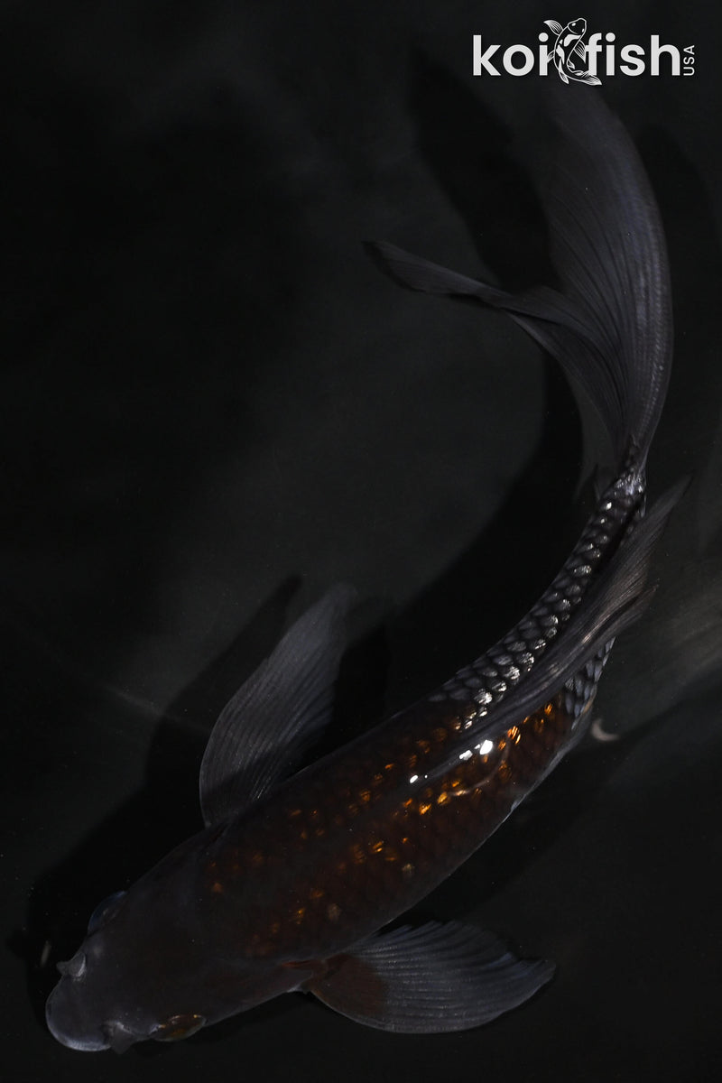 5.75" GINRIN OCHIBA SHIGURE BUTTERFLY