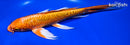 9.5" DOITSU ORENJI OGON BUTTERFLY