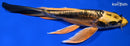 9" KIN KIKOKURYU BUTTERFLY