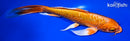 9.5" DOITSU ORENJI OGON BUTTERFLY