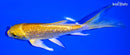 5.5" GINRIN YAMABUKI OGON BUTTERFLY