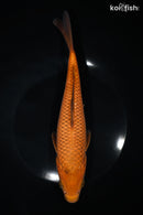 9.25" CHAGOI