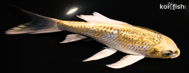5.75" GINRIN KUJAKU BUTTERFLY
