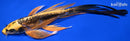 9" KIN KIKOKURYU BUTTERFLY