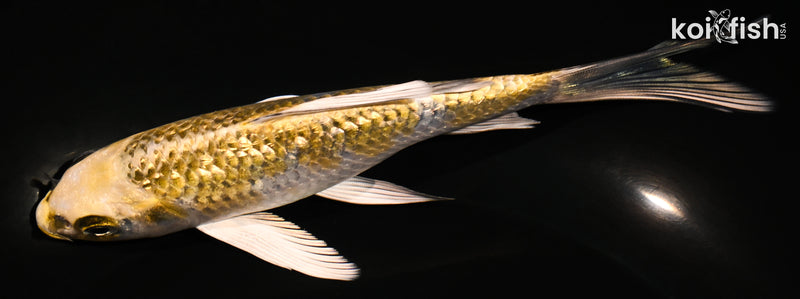 5.75" GINRIN KUJAKU BUTTERFLY