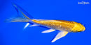 5.5" GINRIN YAMABUKI OGON BUTTERFLY