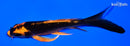5.5" ORENJI MATSUBA BUTTERFLY