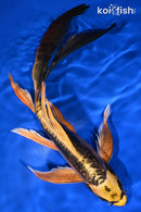 9" KIN KIKOKURYU BUTTERFLY