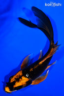 5.5" ORENJI MATSUBA BUTTERFLY