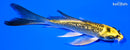 6" GINRIN KIN KI MATSUBA BUTTERFLY