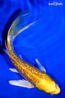 5.5" GINRIN YAMABUKI OGON BUTTERFLY