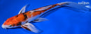 9" YAMATO NISHIKI BUTTERFLY