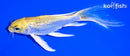 5.25" GINRIN LEMON HARIWAKE BUTTERFLY