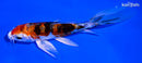 5.25" HEISEI NISHIKI BUTTERFLY