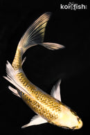 5.75" GINRIN KUJAKU BUTTERFLY