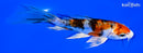 5.25" HEISEI NISHIKI BUTTERFLY