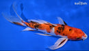 9" YAMATO NISHIKI BUTTERFLY