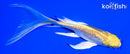 5.25" GINRIN LEMON HARIWAKE BUTTERFLY