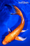 9.5" DOITSU ORENJI OGON BUTTERFLY