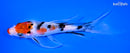 6.75" KUCHIBENI SANKE BUTTERFLY